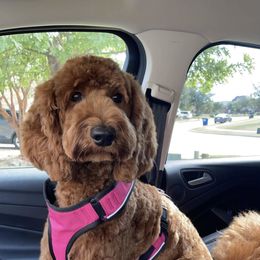 Goldendoodle All Grown Up from Tx Red Doodles