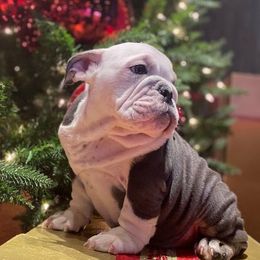 Bulldogs from Truffle Shuffle Bulldogs