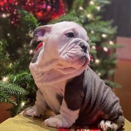 Bulldogs from Truffle Shuffle Bulldogs