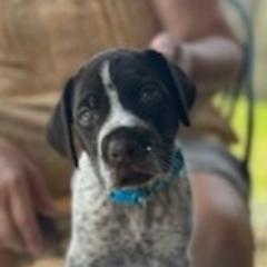 German Wirehaired Pointer Puppies from Jagged Edge German Wirehaired Versatility Dogs