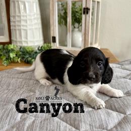 Canyon - Black and tan male Dachshund puppy in Kemp, Texas from Koli Acres