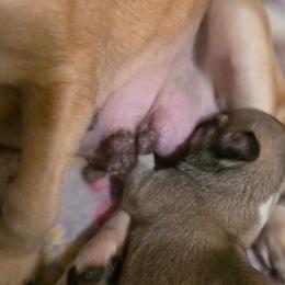 Bear - Fawn male Chihuahua puppy in Jacksonville, Florida from Precious Paws of Florida - Chihuahuas