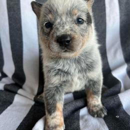 Boy 2 - Blue male Australian Cattle Dog puppy in Irvington, Kentucky from Dry Valley’s Australian Cattle Dogs