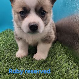 Ruby - Sable female Pembroke Welsh Corgi puppy in Pekin, Indiana from Beth's Pawsitivley Corgis