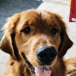 Xander  - Golden Retriever