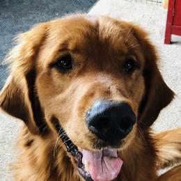 Xander  - Golden Retriever