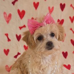 Lady (Poodle Mix) - Apricot female Poodle puppy in Sahuarita, Arizona from Cowgirl's Legacy Maltipoos