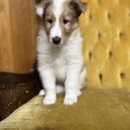 Collie and Yorkshire Terrier Puppies from Jolly Collies & Kingdom Elite Yorkshire Terriers