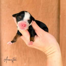 Anniston - Tri-color female Bernedoodle puppy in Wamego, Kansas from Doodles of Oz