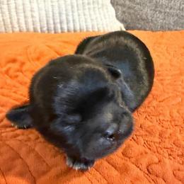 Boy 2 - Black and white male Shih Tzu puppy in Lexington, North Carolina from SCS Shih Tzus