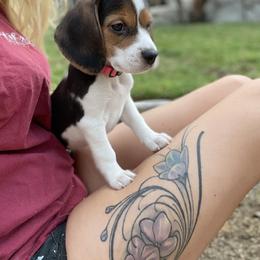 Beagle Puppies from Prairie Tail Beagles