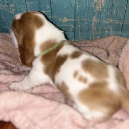 Basset Hound Puppies from Mockingbird Hollow Bassets