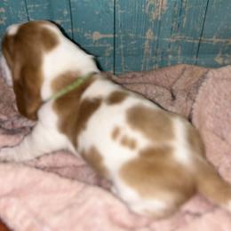 Basset Hound Puppies from Mockingbird Hollow Bassets