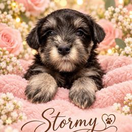 Stormy - Black and silver female Miniature Schnauzer puppy in Hull, Georgia from Ardent Miniature Schnauzers of Athens
