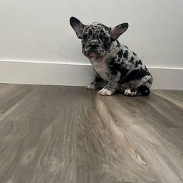 French Bulldog All Grown Up from Beau's French Bulldogs