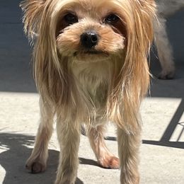 Athena - Yorkshire Terrier