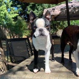 Griffin - Boston Terrier