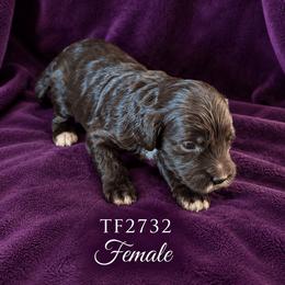 TF2732 - Chocolate female Australian Labradoodle puppy in Easley, South Carolina from Royal Diamond Australian Labradoodles