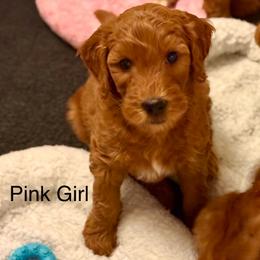 Pink Girl - Red  female Goldendoodle puppy in Greensfork, Indiana from Fishermen’s Doodles