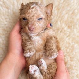 Ash - Cream male Goldendoodle puppy in Millville, California from Hope Lane Kennels