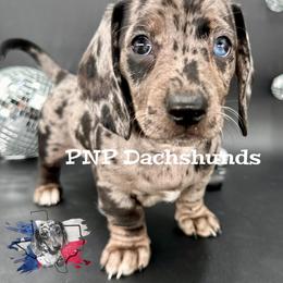 Mr.Deacon - Dapple male Dachshund puppy in Ben Wheeler, Texas from P&P Dachshunds