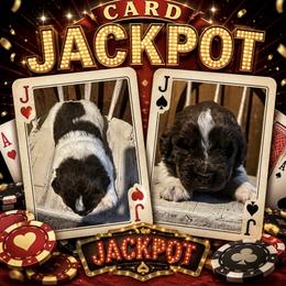 Jackpot - White and brown male Newfoundland puppy in North Manchester, Indiana from Gables Homegrown Pawprints
