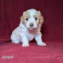 Ansel - Red and white female Cockapoo puppy in Sunset, Louisiana from Cano Cockapoos