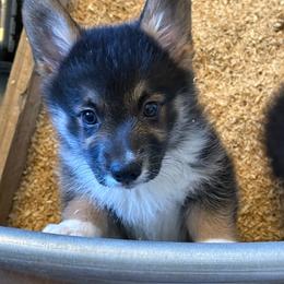 Spear - Black and tan male American Corgi puppy in Edgewood, New Mexico from Running M Sunrise Ranch