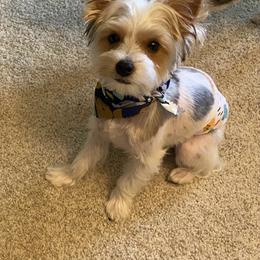 River - Yorkshire Terrier