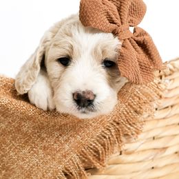 Assorted Doodle Crosses, Bernedoodle, Double Doodle, Goldendoodle, Labradoodle, and Whoodle Puppies from Our Little Farm Life Doodles