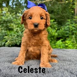 Celeste - Red female Australian Labradoodle puppy in Rochester, Michigan from Monarch Labradoodles