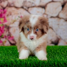 Chance - Red merle male Toy Australian Shepherd puppy in Georgetown, Texas from Minikin Manor