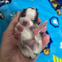 Lovey - Tri-colored female Pomeranian puppy in Jefferson City, Missouri from MJ’s Pomeranians