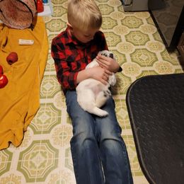 Golden Retriever Puppies from Triple D Ranch