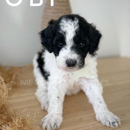 Goldendoodle Puppies from Ivie Mountain Doodles