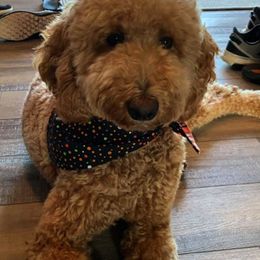 Goldendoodles from Krista's Goldendoodles