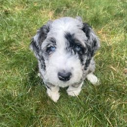 Bernedoodle Puppies from Lovey Dovey Bernedoodles
