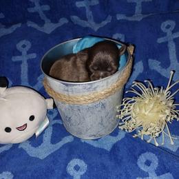 Brody - Chocolate male Shih Tzu puppy in Arcadia, Florida from Kitsune Cuddles and kisses