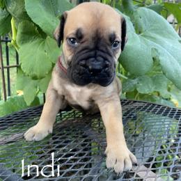 Boy 4 - male Boerboel puppy in Navasota, Texas from Silverthorne Boerboels