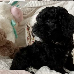 Maltipoo Puppies from Awwws&Pawws
