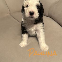 Old English Sheepdog Puppies from Midwest Puppy Paws