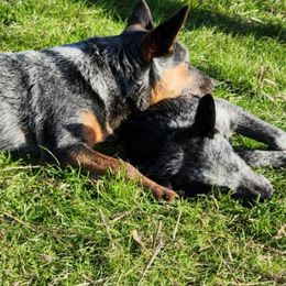 Australian Cattle Dogs from Lazy I Cattle Dogs