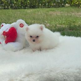 Baby Coco - Cream sable male Pomeranian puppy in Naples, Florida from Puppies Forever 💙❤️🐶