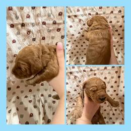 Light Blue Collar - Red  male Goldendoodle puppy in Winchester, Tennessee from Mahaffey’s Doodles