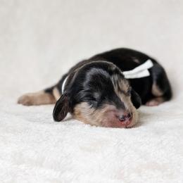 Sizzles - Dapple male Dachshund puppy in Danbury, New Hampshire from Maplewood Mountain Farm