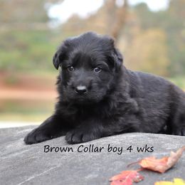 2nd Pick Male - Black male German Shepherd puppy in Elkmont, Alabama from Oakmont Shepherds