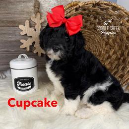 Cupcake - Black and white female Bernedoodle puppy in Heyworth, Illinois from Cobble Creek Puppies