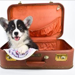 Brychard - Black and tan male Pembroke Welsh Corgi puppy in San Antonio, Texas from Moxxi's Legacy Corgis