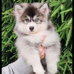 Kaya - Black and white female Pomsky puppy in Fort Laudardale, Florida from Pomsky Florida