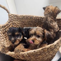 Yorkshire Terrier Puppies from Port City Yorkies LLC